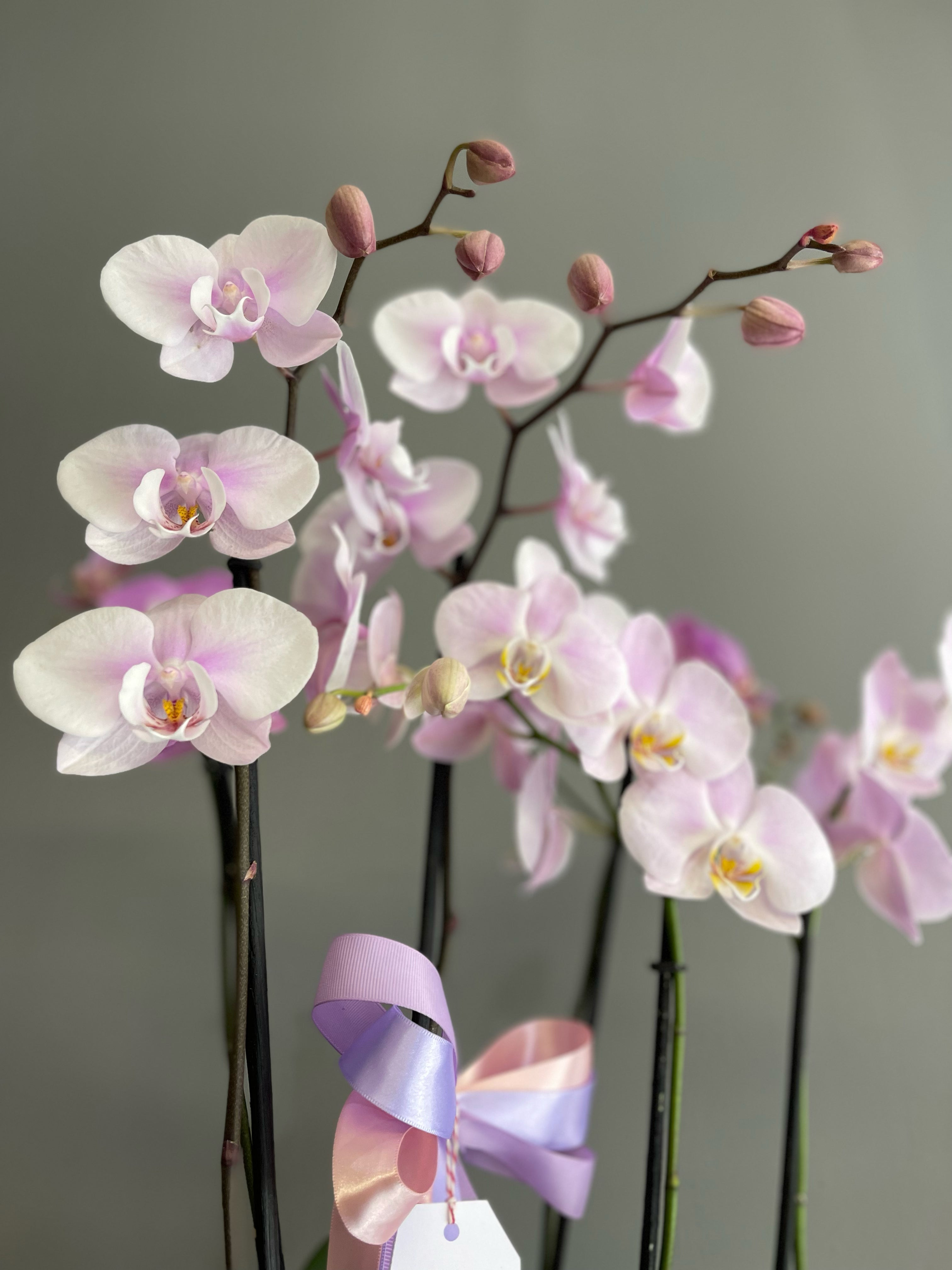 Orquídeas