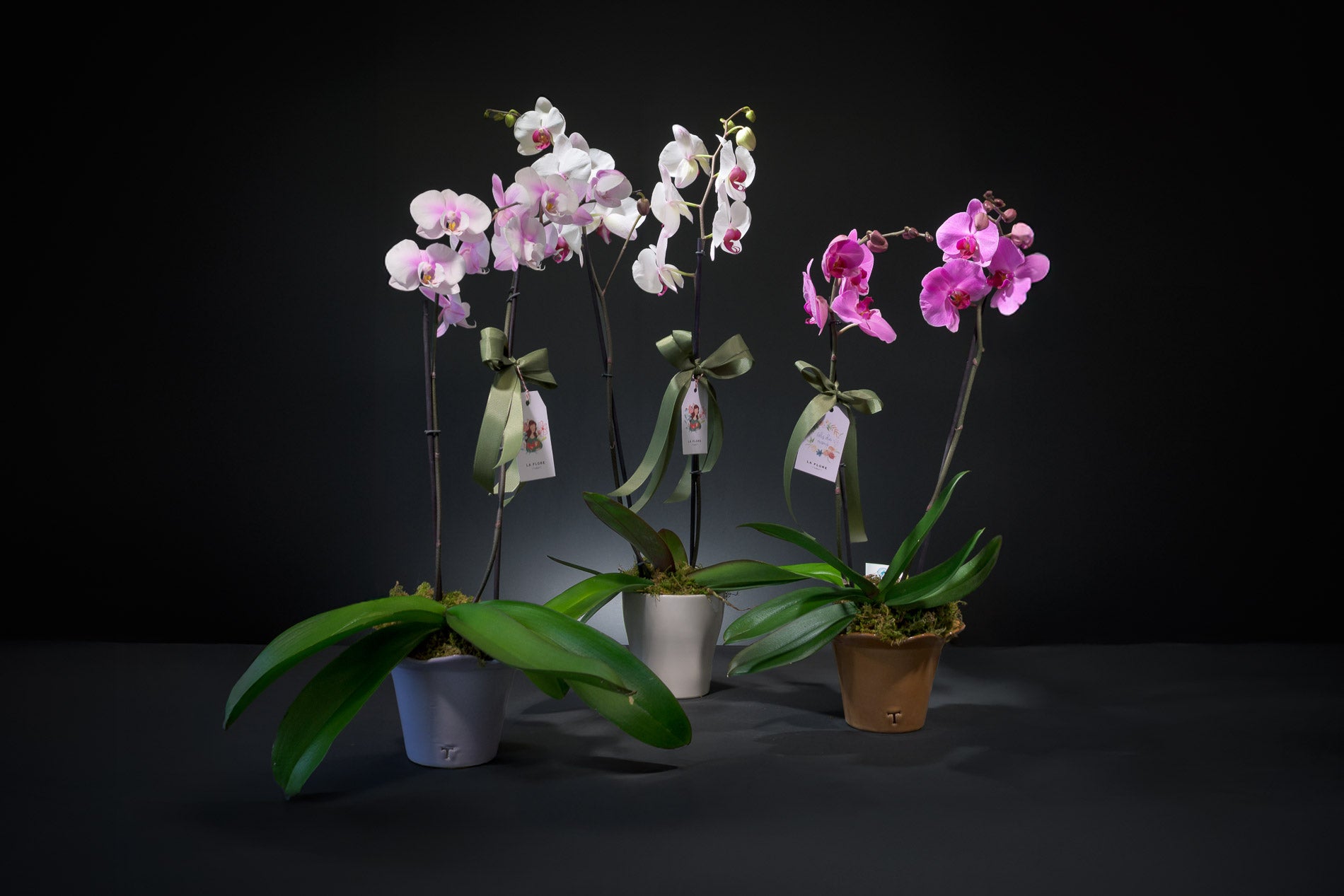 Orquídea individual