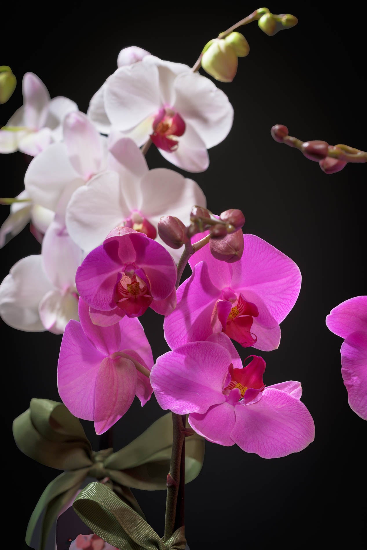 Orquídea individual