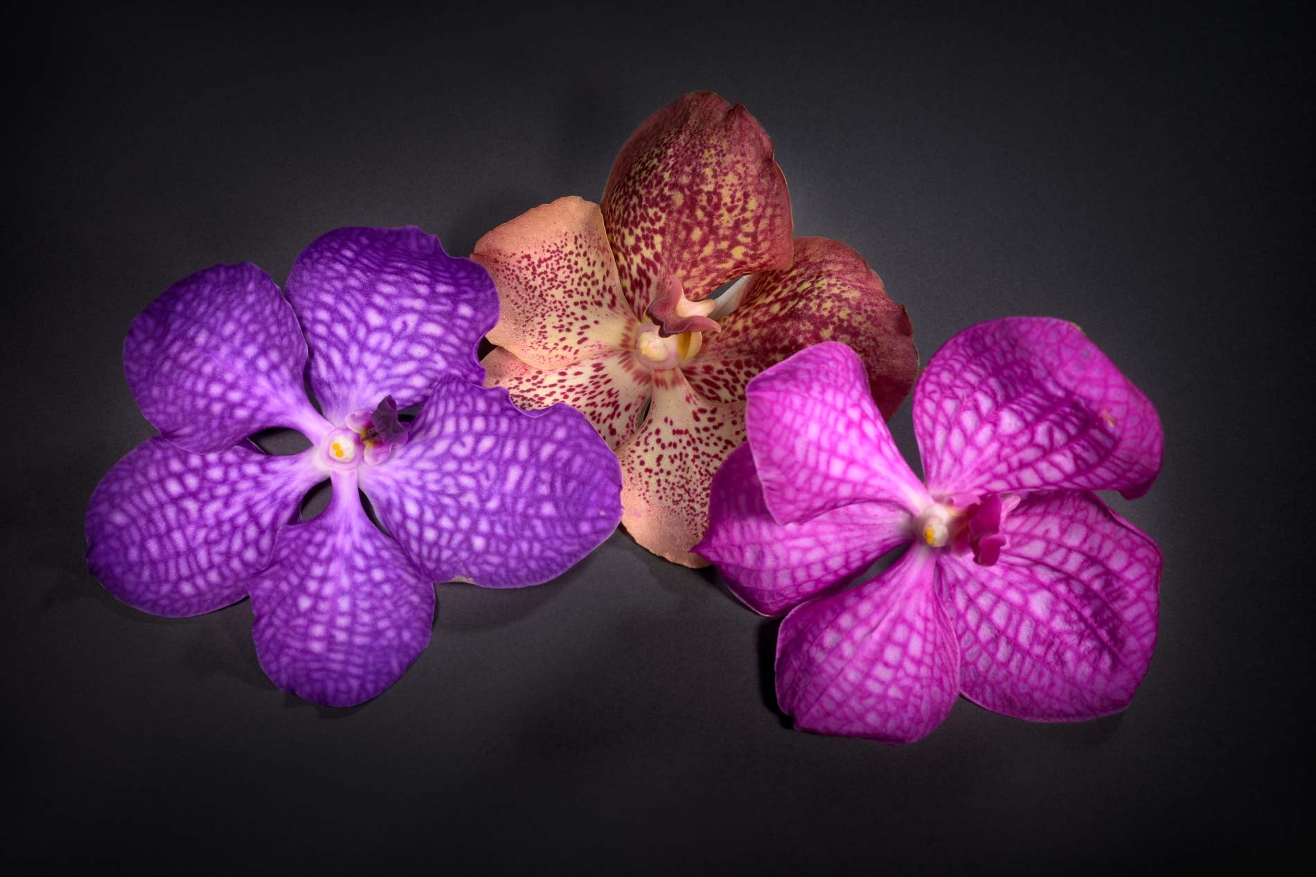 Orquídea individual